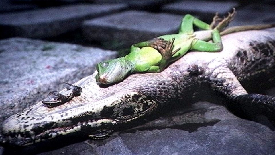 動物催眠影片示範